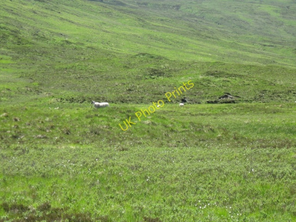 Photo 6"x4" Sheep this side of headwaters of infant River Loy Brian Choille\/NN0684 c2008
