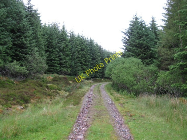 Photo 6"x4" Forest track Allt Clachaig c2008 P1