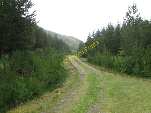 Photo 6"x4" Forestry track Torgulbin c2008