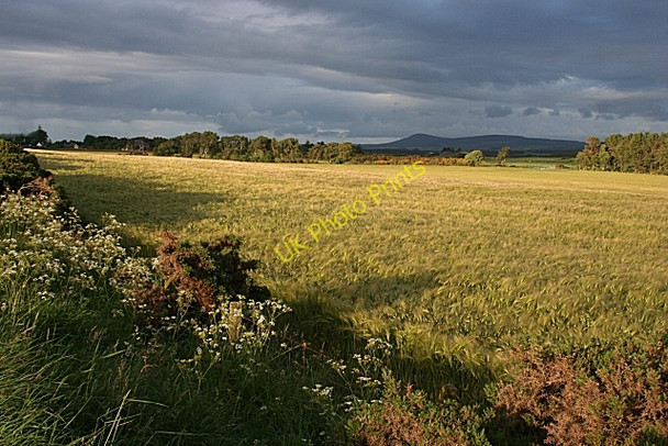 Photo 6"x4" Barley Field Burniestrype c2008