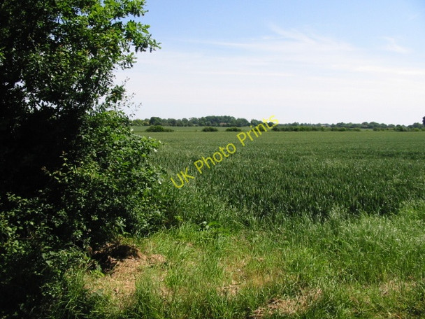 Photo 6"x4" View across the corn fields Ridge Row c2008