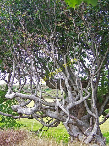Photo 6"x4" Twisted tree Greep c2008