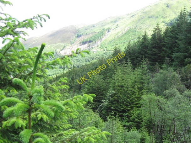 Photo 6"x4" Forestry with Meall a' Chaolais in distance Achadh nan Darach c2008
