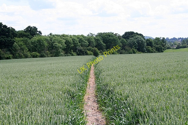 Photo 6"x4" Path through the wheat Longdon\/SO8336 c2008