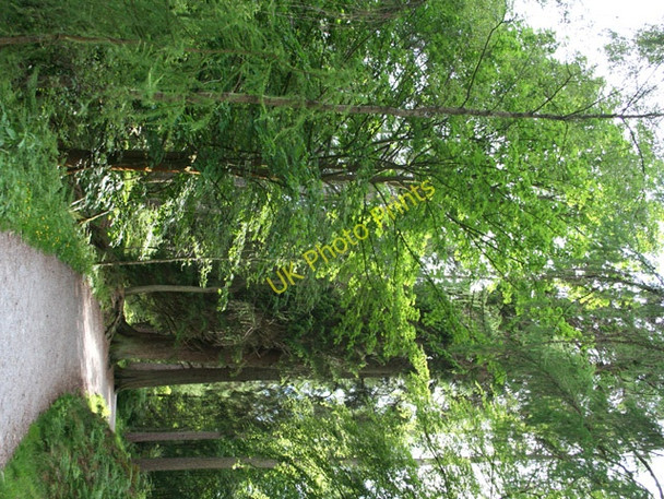 Photo 6"x4" Woodland on the shores of Tarn Hows Knipe Fold c2008