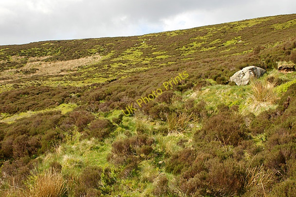 Photo 6"x4" Fellside behind hut Baxton Fell c2008