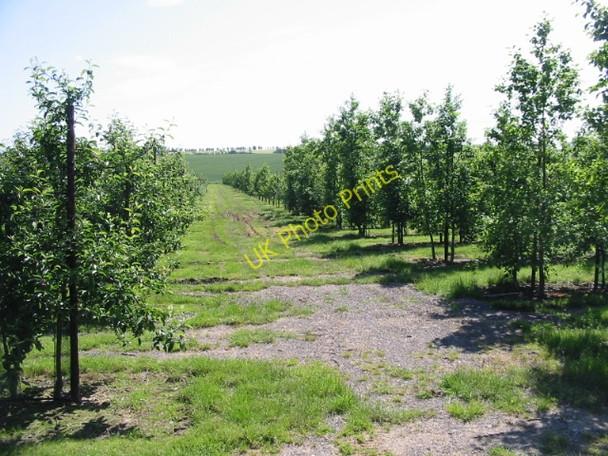 Photo 6"x4" View looking E from footpath in new orchard Groves\/TR2657 c2008