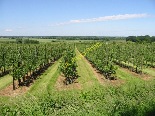 Photo 6"x4" View across orchard towards Snake Island Broomhill\/TR2458 c2008