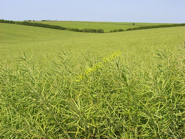Photo 6"x4" Farmland above Broadmayne Osmington c2008