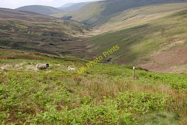 Photo 6"x4" Whitendale Valley Brown Syke Hill c2008
