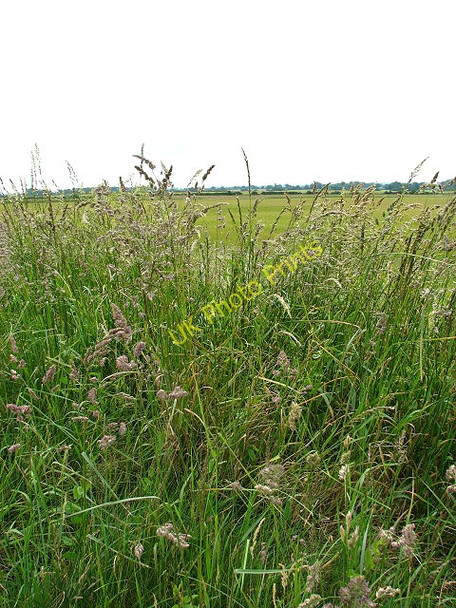Photo 6"x4" Grassy verge Great Snoring c2008
