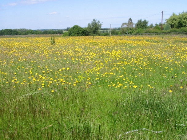 Photo 6"x4" Flower filled meadow near Deerson Farm Broomhill\/TR2458 c2008