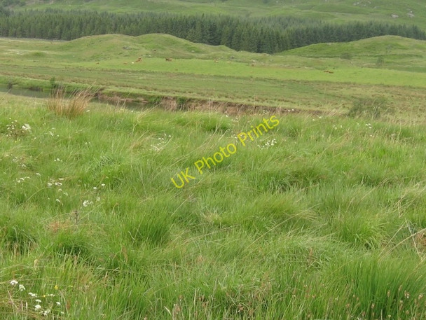 Photo 6"x4" Glen Dochart, river dochart just visible, hairy highland cattle beyond Auchlyne c2008
