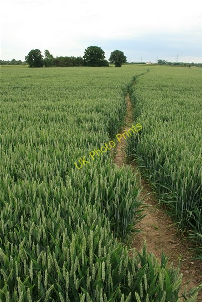 Photo 6"x4" Footpath in wheat field Church Laneham c0