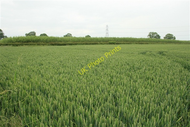 Photo 6"x4" SRC willow by Shortley's Road Church Laneham c2008