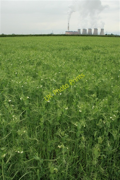 Photo 6"x4" Peas, by Rampton Road Laneham c2008