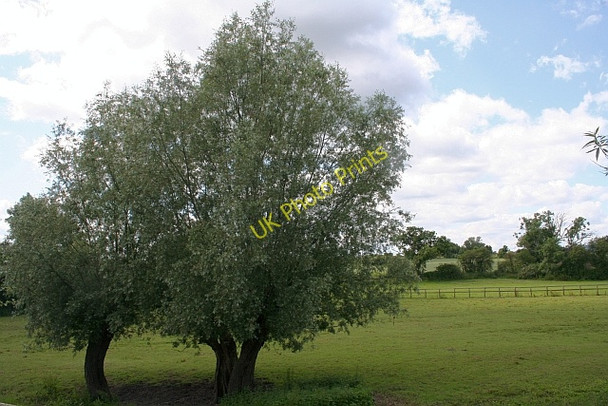 Photo 6"x4" Willows near Longdon Longdon\/SO8336 c2008