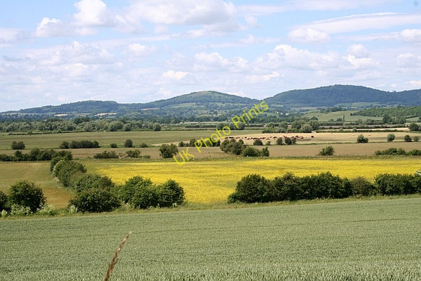 Photo 6"x4" Rape on Longdon Marsh Longdon\/SO8336 c2008