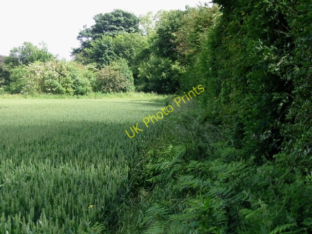 Photo 6"x4" Field edge to the N of Fox Holt Road Swingfield Minnis c2008