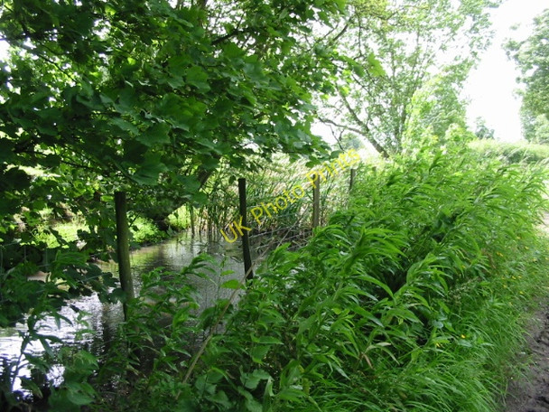 Photo 6"x4" A small pond at the end of Fox Holt Road Swingfield Minnis c2008