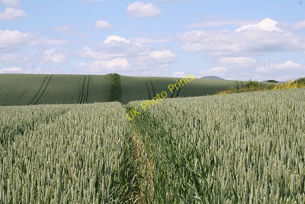 Photo 6"x4" Fields of Wheat Longdon Hill End c2008