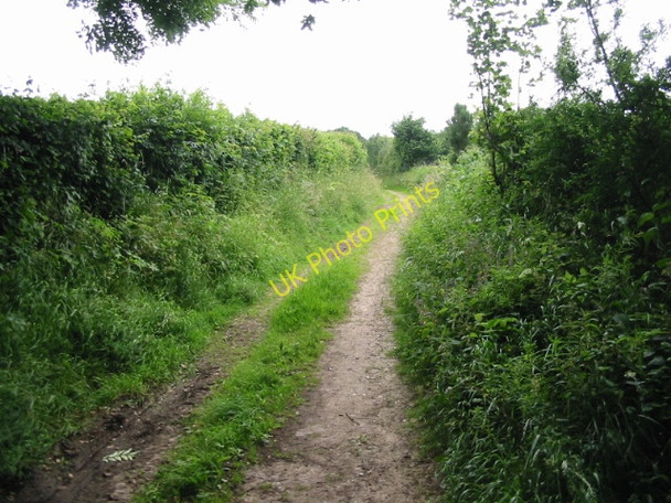 Photo 6"x4" Track from Pay Street, near Cobham's Rough Elvington\/TR2039 c2008