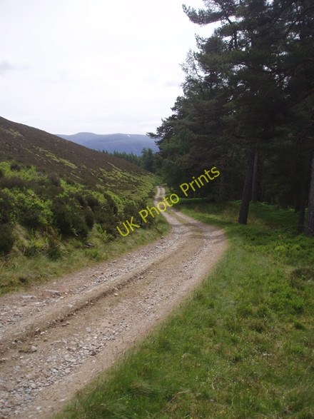 Photo 6"x4" Alvie Estate Track Speybank c2008