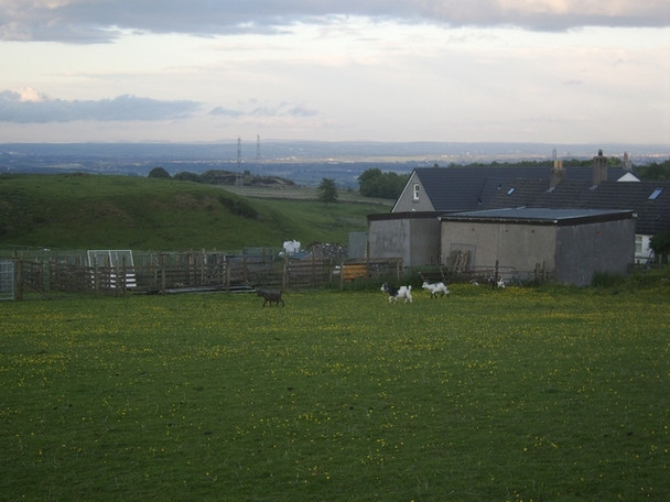 Photo 6"x4" Young goats by East Muirhouses Duntocher c2008