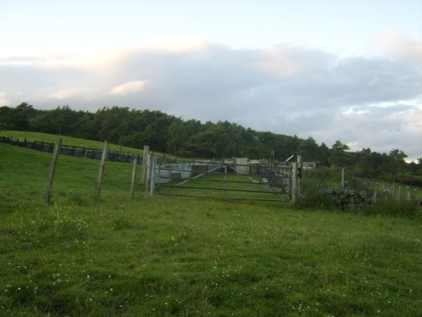 Photo 6"x4" Sheep pen north of West Muirhouses Duntocher c2008