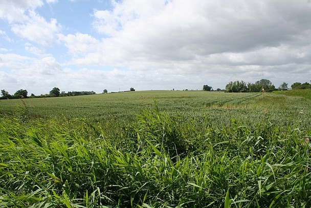 Photo 6"x4" Wheat by the A4104 Baughton c2008