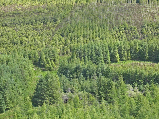 Photo 6"x4" Tote Forest Lealt\/NG5060 c2008