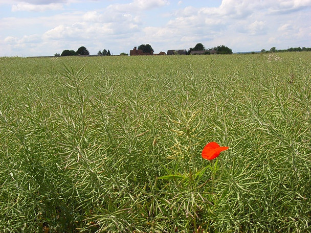 Photo 6"x4" Oil-seed rape, Bisham Maidenhead c2008
