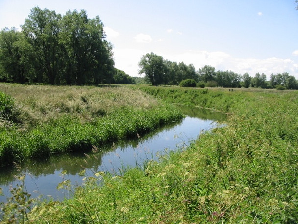Photo 6"x4" The Little Stour - looking upstream Grove Hill\/TR2360 c2008