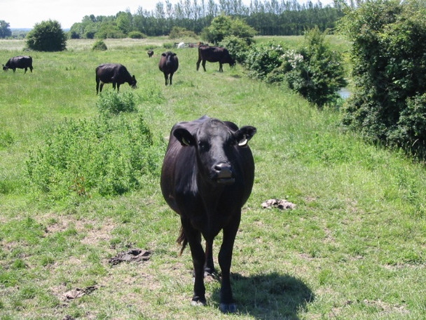 Photo 6"x4" Cow on the path Grove\/TR2361 c2008