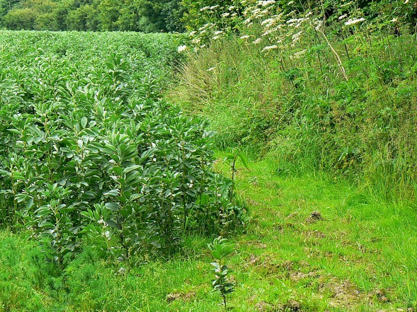 Photo 6"x4" Footpath to Draycott Farm, Draycot Foliat Draycot Foliat c2008