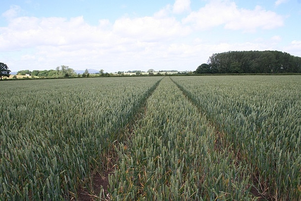 Photo 6"x4" Wheat Field Green Street\/SO8740 c2008