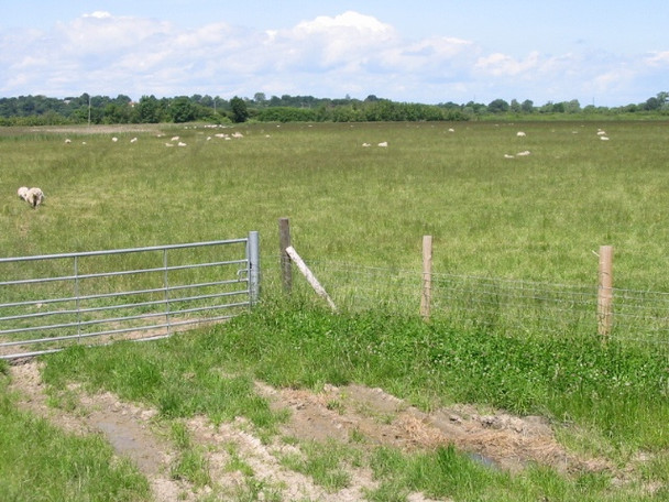 Photo 6"x4" Sheep fields near Grove Road West Stourmouth c2008