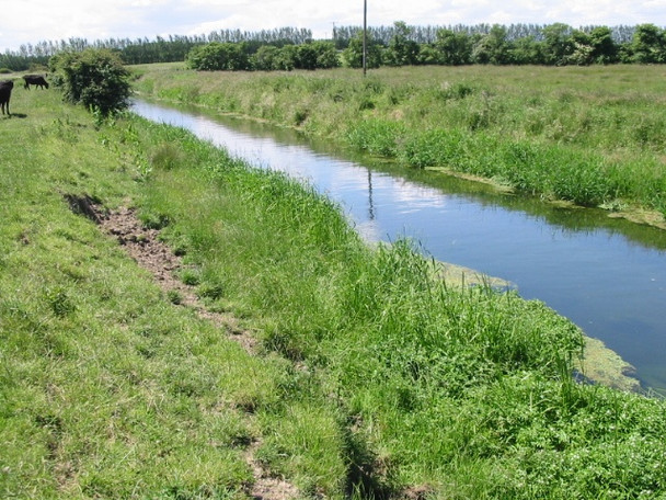 Photo 6"x4" Looking SW along the Little Stour Grove\/TR2361 c2008