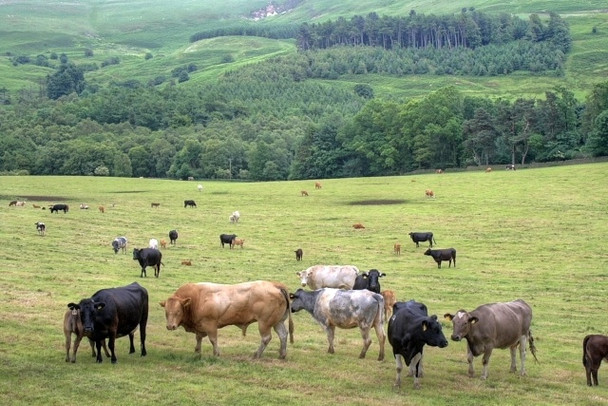 Photo 6"x4" Nab Farm Fields Kepwick c2008