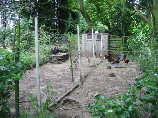 Photo 6"x4" Chickens in the woods Coombe\/TR2957 c2008