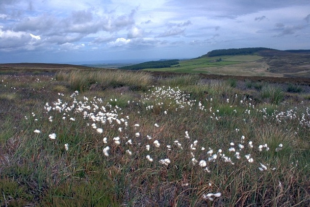 Photo 6"x4" Cottongrass, Hutton Moor Hutton Village c2008