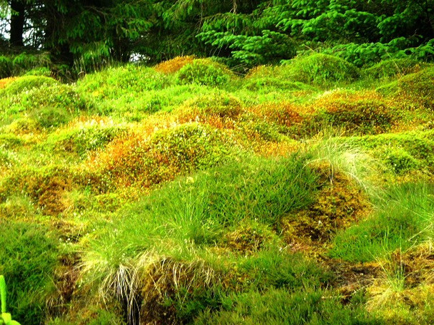 Photo 6"x4" Mossy  Humps in Strathyre Forest Kingshouse c2008
