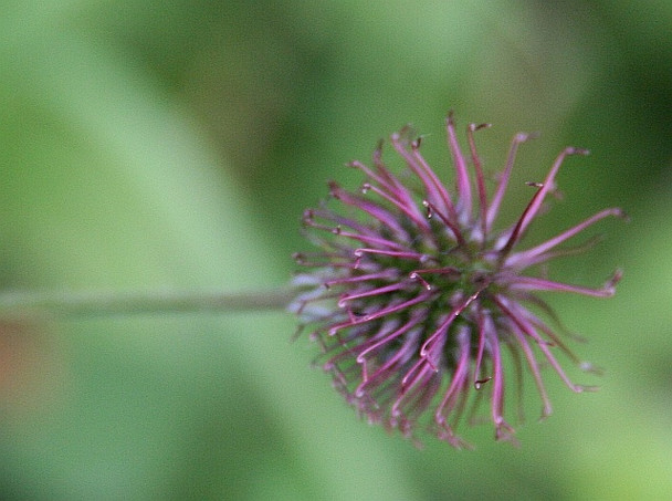 Photo 6"x4" Wood avens burr Marl Bank c2008