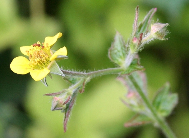 Photo 6"x4" Wood avens flower Marl Bank c2008
