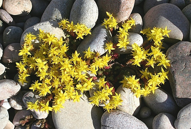 Photo 6"x4" Biting Stonecrop (Sedum acre) Lochhill\/NJ2964 c2008