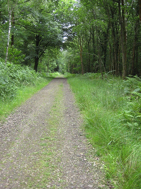 Photo 6"x4" Shady trail, Forest of Dean Cannop c2008