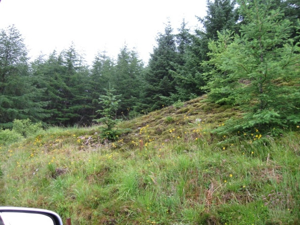 Photo 6"x4" Forestry, towards old military road, off A85, Glen Lochy Glen Lochy\/NN2731 c2008