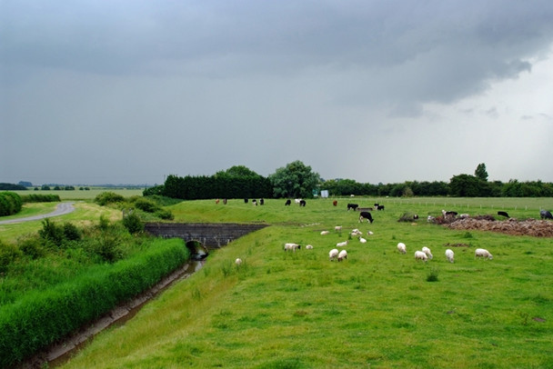 Photo 6"x4" Livestock Grazing at Goxhill Haven North End\/TA1022 c2008