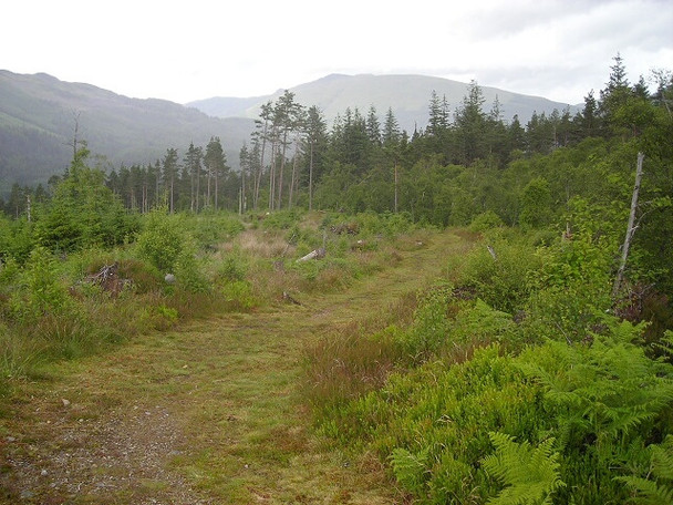 Photo 6"x4" Footpath in Strathyre Forest Strathyre\/NN5617 c2008
