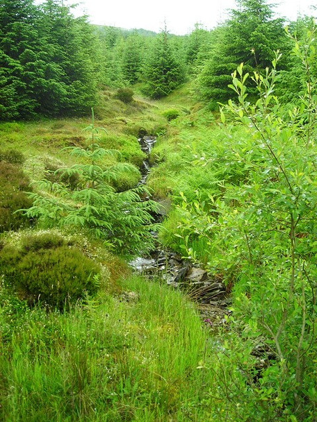 Photo 6"x4" Burn in Strathyre Forest Strathyre\/NN5617 c2008